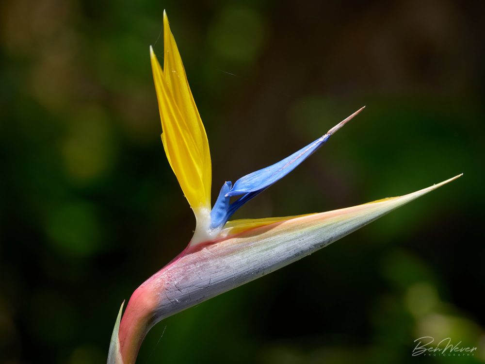 Ben Wever Photography Birds of Paradise