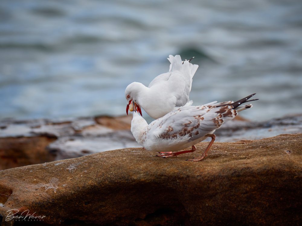 Ben Wever Photography Hungry Chick