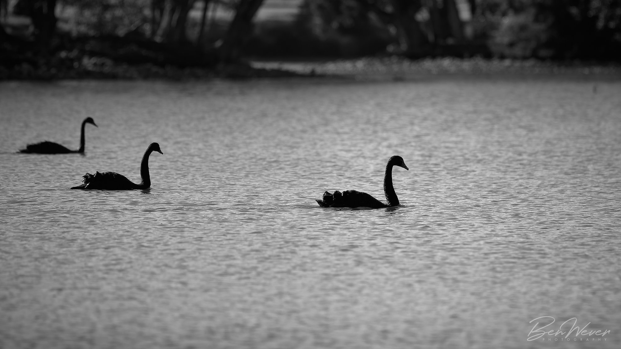 Ben Wever Photography Kensington Ponds Portfolio