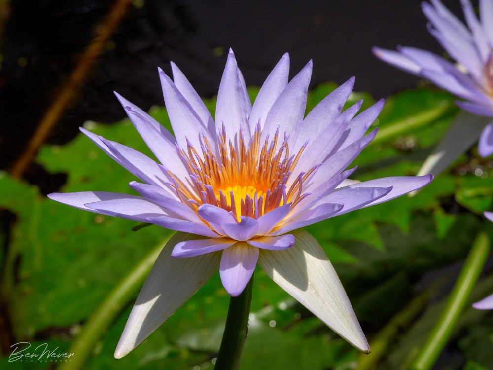 Ben Wever Photography Sydney Water Lilly